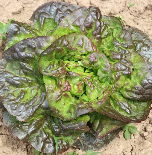 Sviesta salāti 'Baquieu'